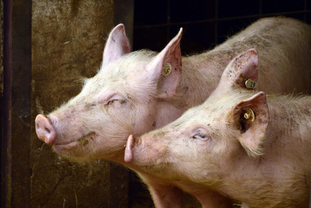 Russian strike kills 13,000 pigs in Ukraine