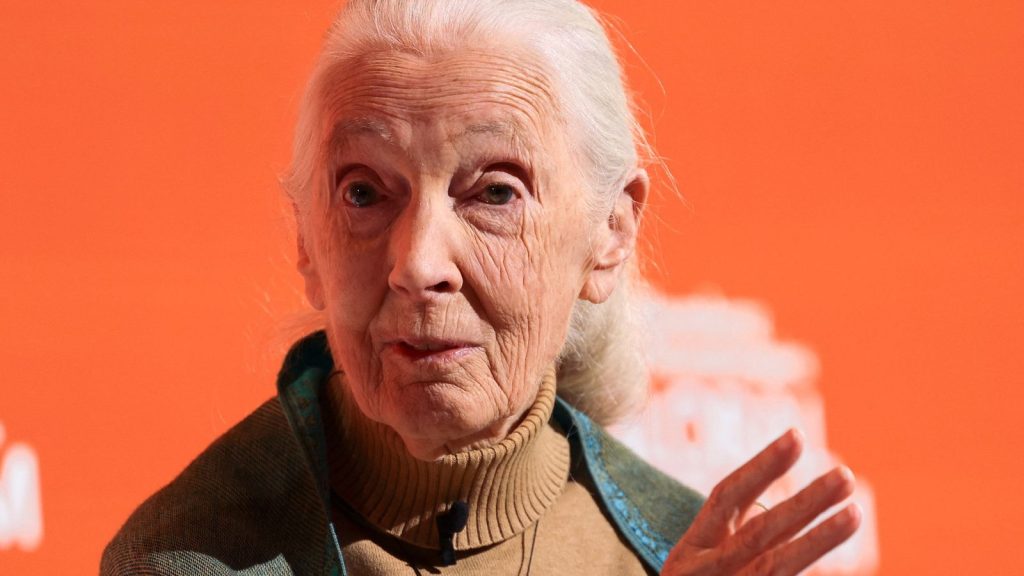Primatologist Jane Goodall, famous for her study of chimpanzees, has died | UK News
