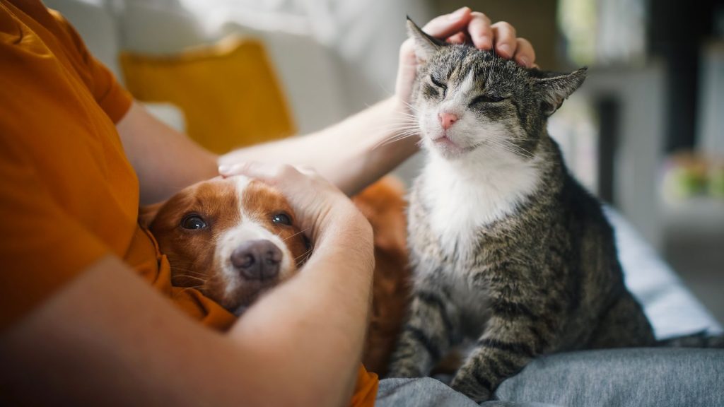Price cap should be placed on vet prescriptions, watchdog says | UK News