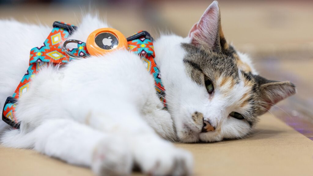 Missing Virginia store cat found after hitching a ride to another state
