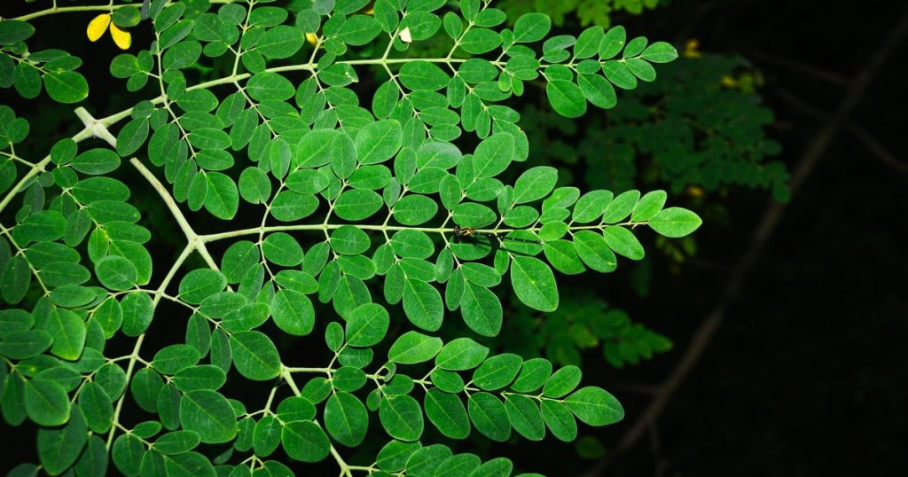 FDA investigating Salmonella outbreak connected to moringa powder