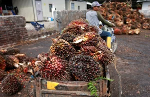 Indonesia asks police to probe hundreds of firms on palm prices