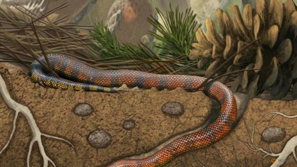 Dinosaur-era fossil provides insight into snake evolution