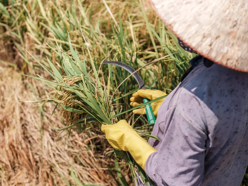 El Nino worsens plight of Asia’s rice belt after war price shock