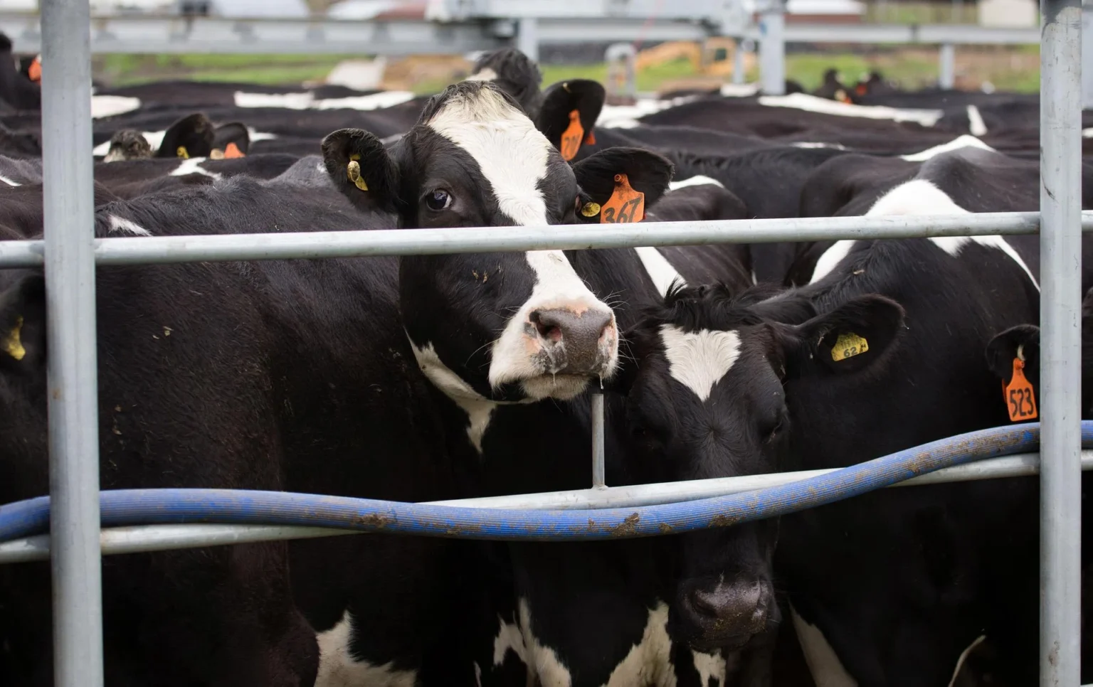 New Zealand meat sales to US surge 60% as American beef herd shrinks