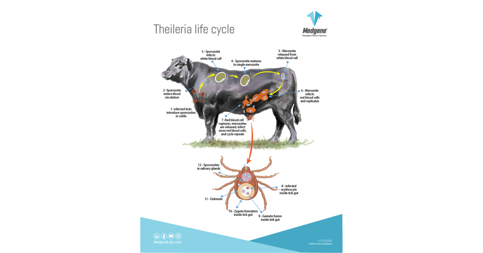 Medgene offers first-ever cattle vaccine to address Theileria