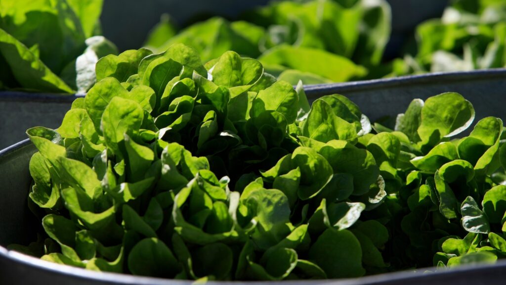 Between prices and a diarrhea-causing parasite, lettuce is causing hard times