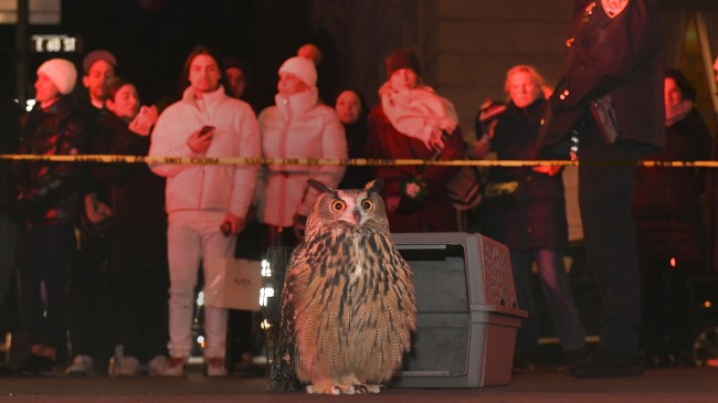 Flaco the Owl Can Still Change Your Life